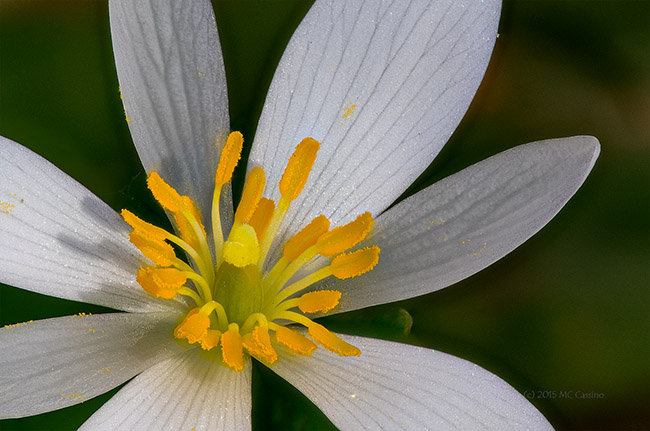 Bloodroot - Sanguinaria canadensis